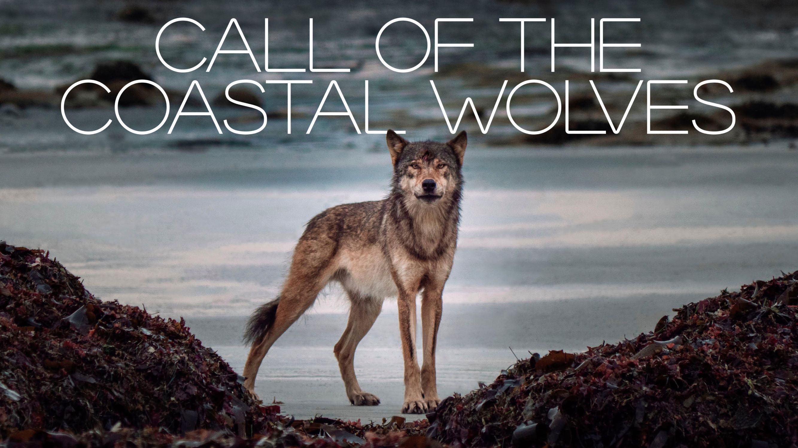 Call Of The Coastal Wolves