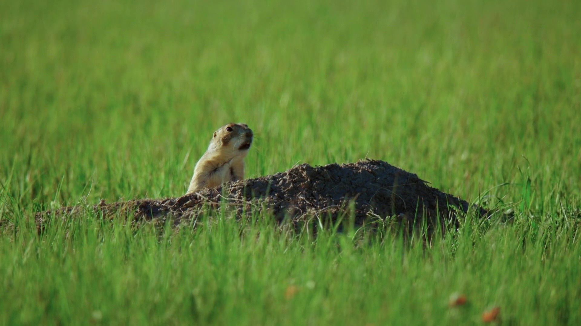A Prairie Dog's Life