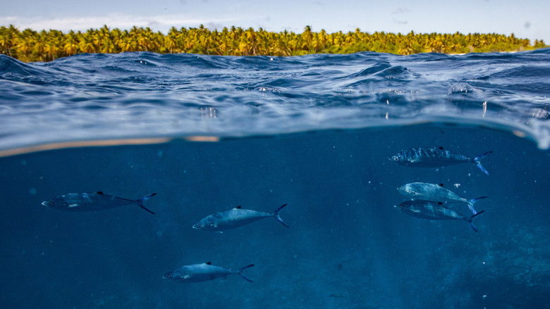 Expedition Amelia still