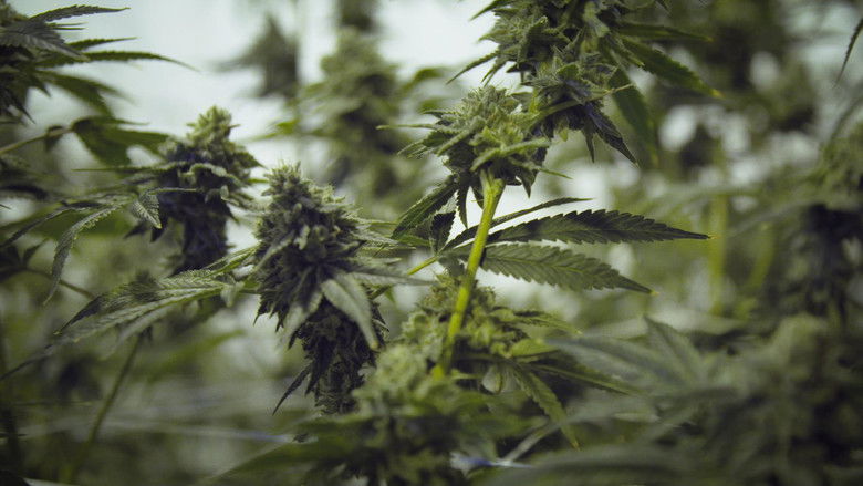 Cannabis illégal still