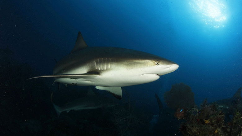 Castro's Secret Reef still 3