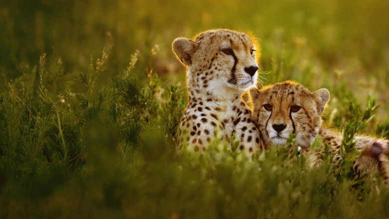 Cheetahs Up Close with Bertie Gregory still