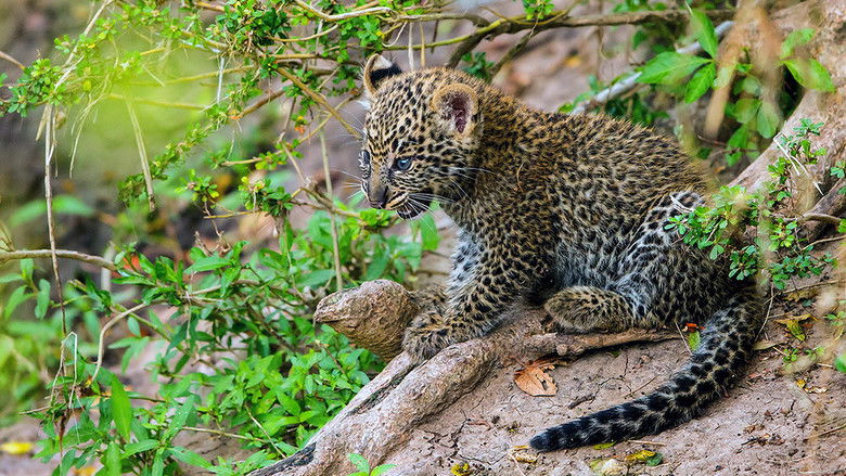 The Leopardess still 3