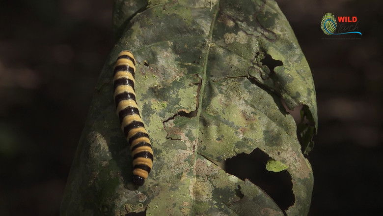 Botanist Francis Hallé Explains... still