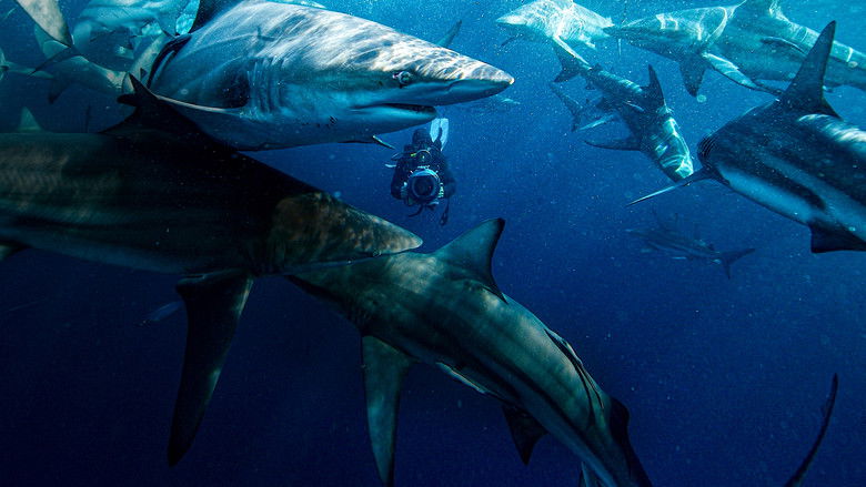 50 Shades of Sharks still 4