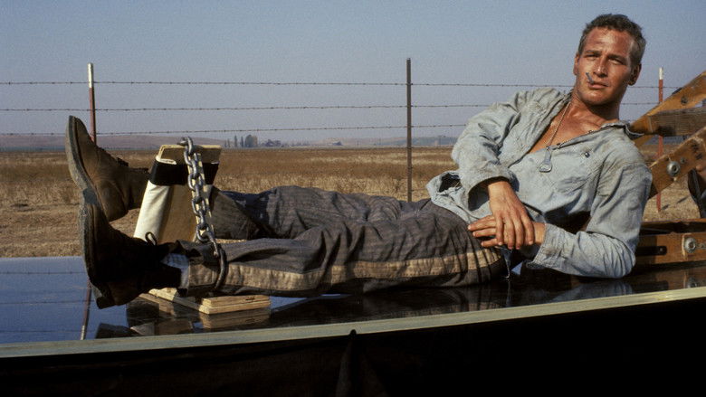 Cool Hand Luke still