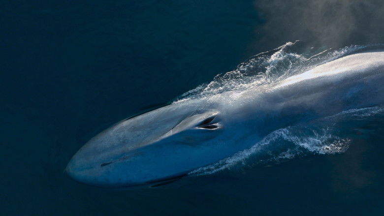 Whale Nation still 2