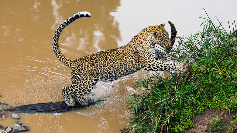 The Leopardess still 2