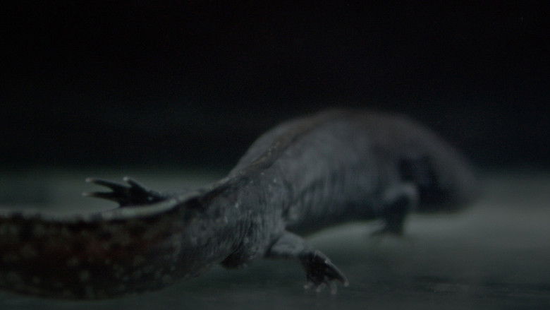 Axolotl still 1