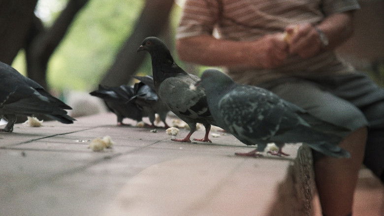 Searching for the Pigeon Man still 1