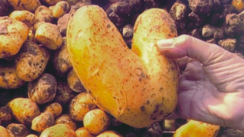 The Gleaners and I still