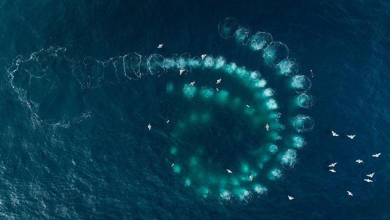 Whale Nation still 4