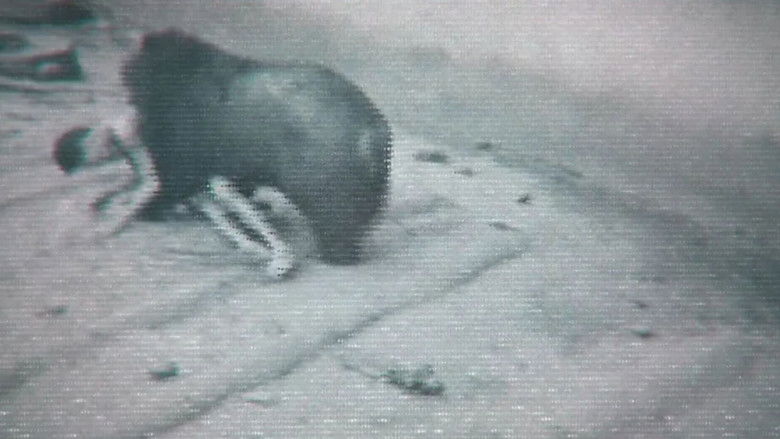 Faces of Death still