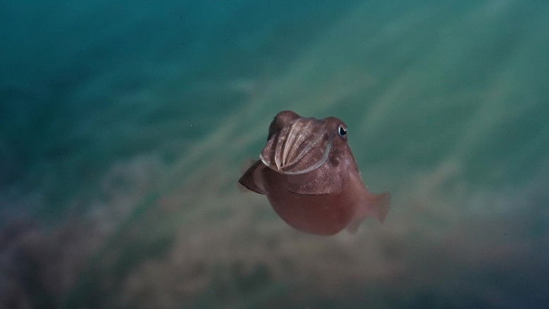 Sépia, l'odyssée d'une seiche still 1