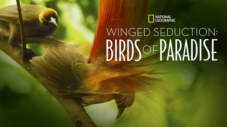 Winged Seduction: Birds of Paradise still 3