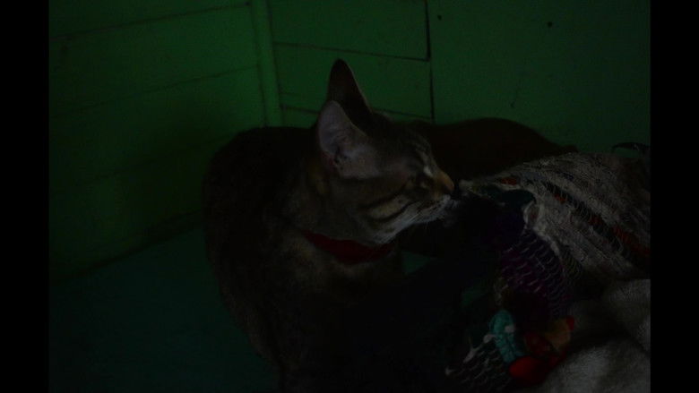 experimento de tiempo y Trufas still 2