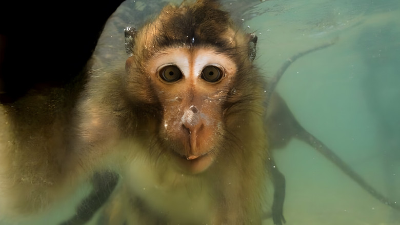 Les singes qui voulaient voir la mer still 1