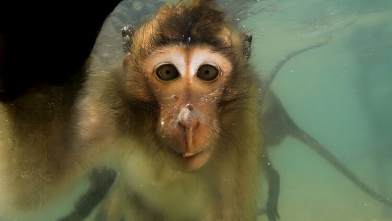 Les singes qui voulaient voir la mer
