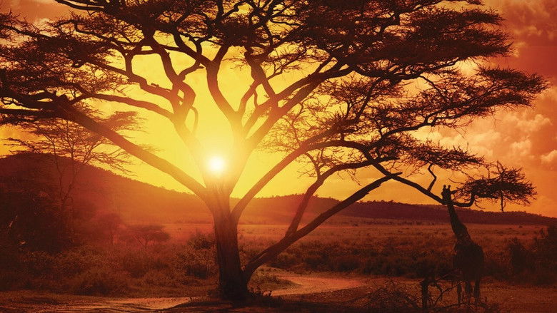 Nowhere in Africa still 3