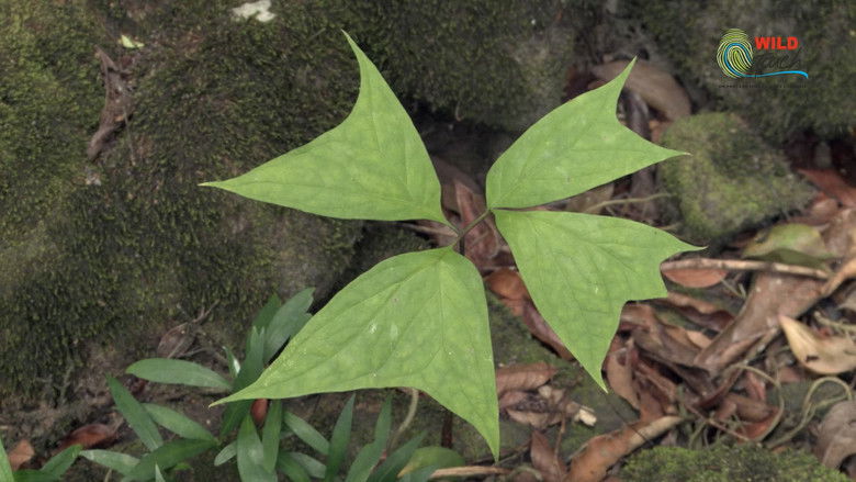 Botanist Francis Hallé Explains... still