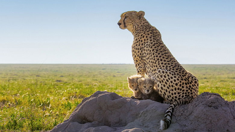 Cheetahs Up Close with Bertie Gregory still