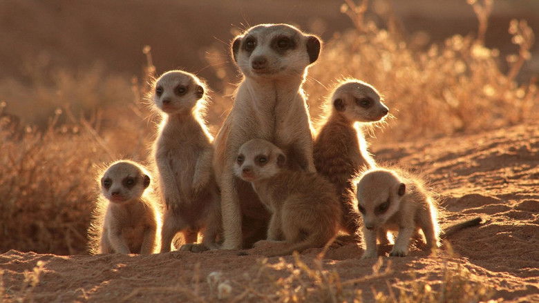 The Meerkats still 1