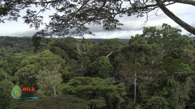 Botanist Francis Hallé Explains... still