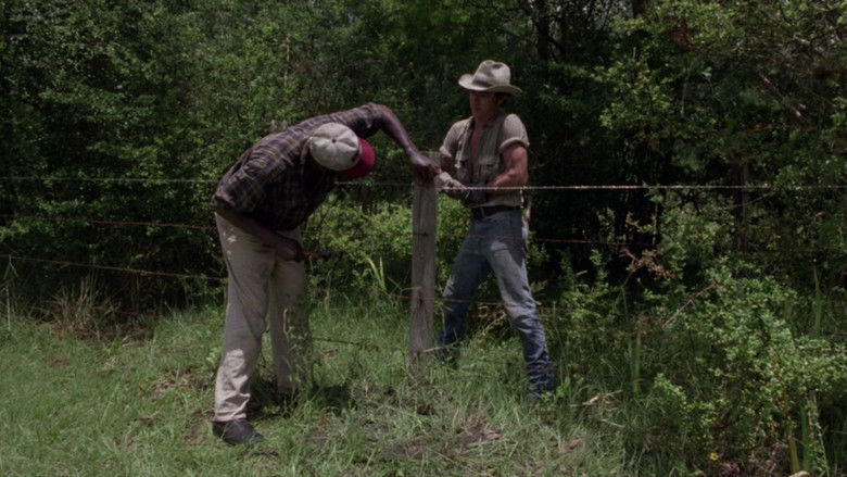 The Enchanted still 2