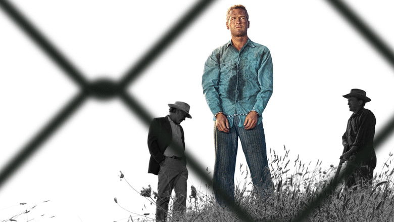 Cool Hand Luke still