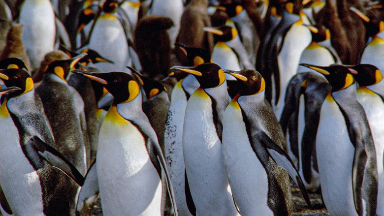 The Congress of Penguins still 1