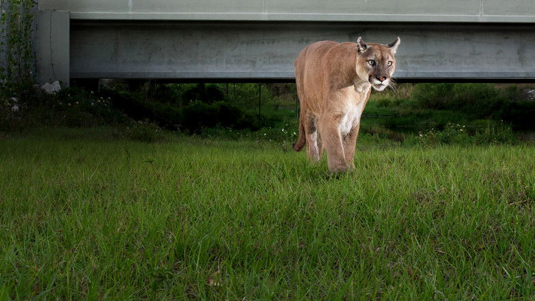 Path of the Panther still