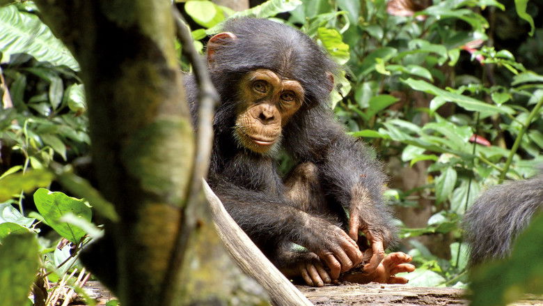 Chimpanzee still