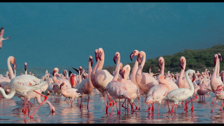 Enchanted Kingdom still