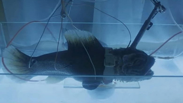 Creatures from the Abyss still