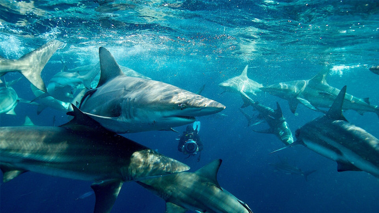 50 Shades of Sharks still 2