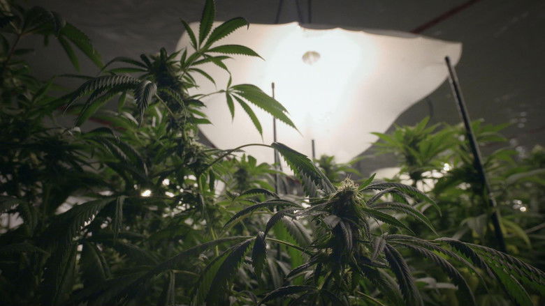 Cannabis illégal still