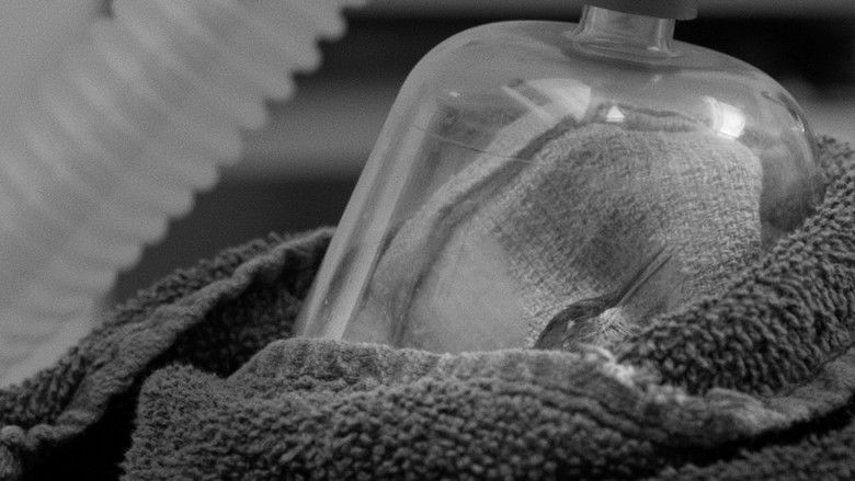 American Wildlife still 1