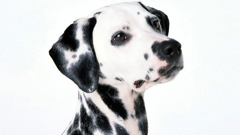 101 Dalmatians still