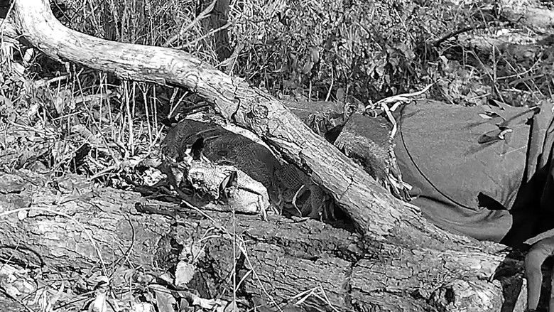 Autumn Stalking still