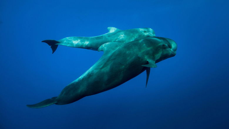 The Canary Islands still 3