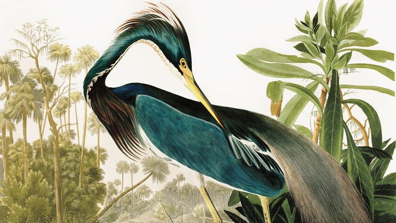 Birds of America still 1