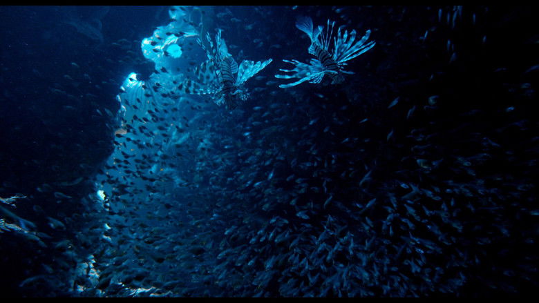 Enchanted Kingdom still