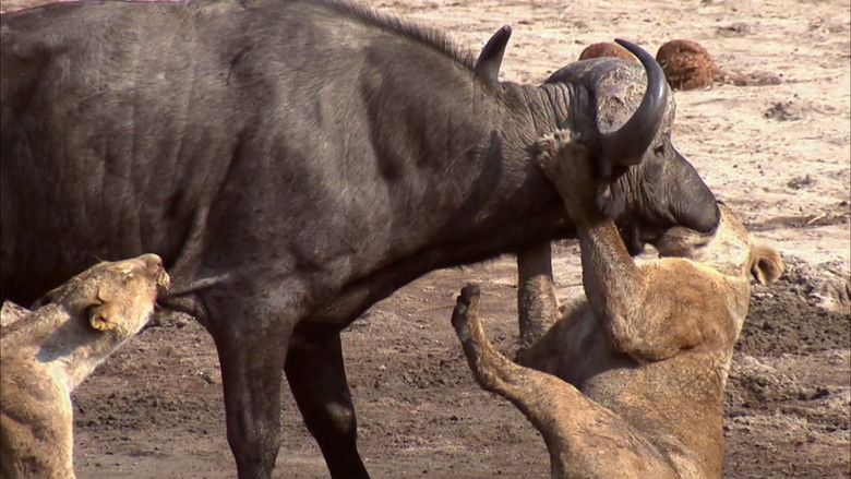 Predator's Playground still 3