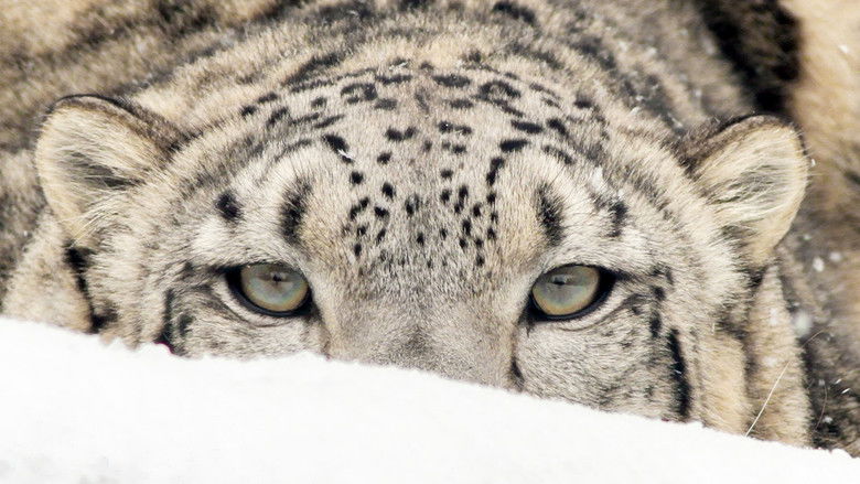 Spirit of the Mountains still 1