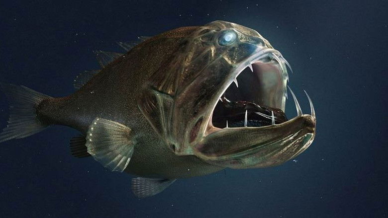 Extreme der Tiefsee - Abysses still 1