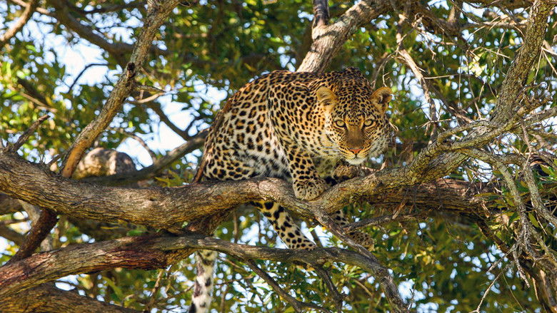 The Leopardess still 4