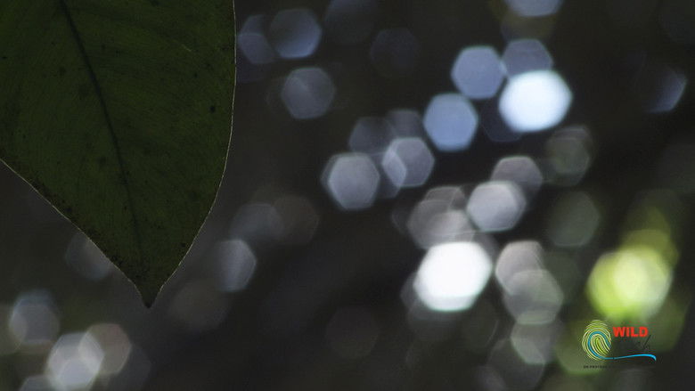 Botanist Francis Hallé Explains... still