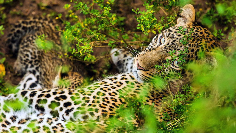The Leopardess still 1