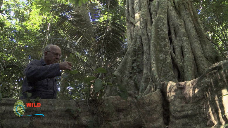 Botanist Francis Hallé Explains... still