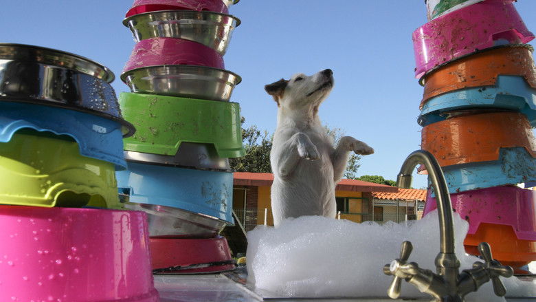 Millionaire Dog still